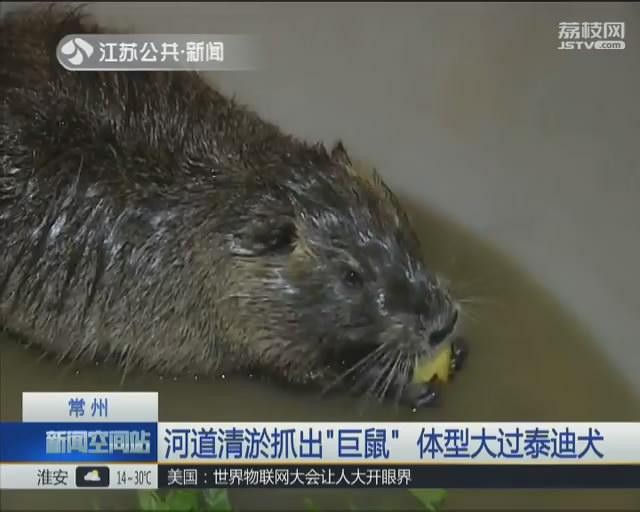 常州：河道清淤抓出硕鼠体型大过泰迪犬