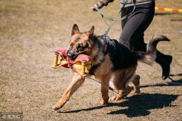 今生一定要养一只德国牧羊犬！