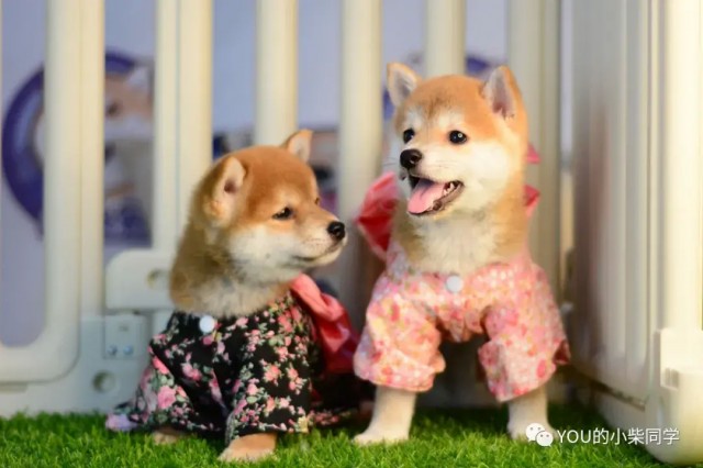 如何选择柴犬？选择纯种柴犬大攻略来了